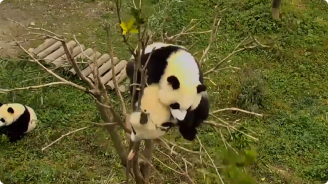 video screenshot of panda